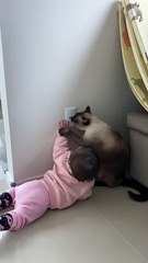 Cat Keeps Baby Away From Electrical Outlet