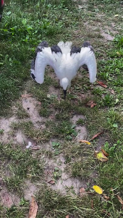 Greedy Stork Gobbles Grub