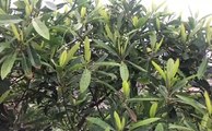 বাংলা চটি গল্প | Vlog 59 | The view of Mango Tree Beautyful Garden Really nice