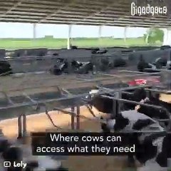 Is this the future of dairy farming #shorts #viral #shortsvideo #video #innovationhub