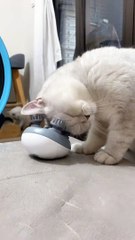 Cute Cat  | Animals | Pet | Animals | Cute