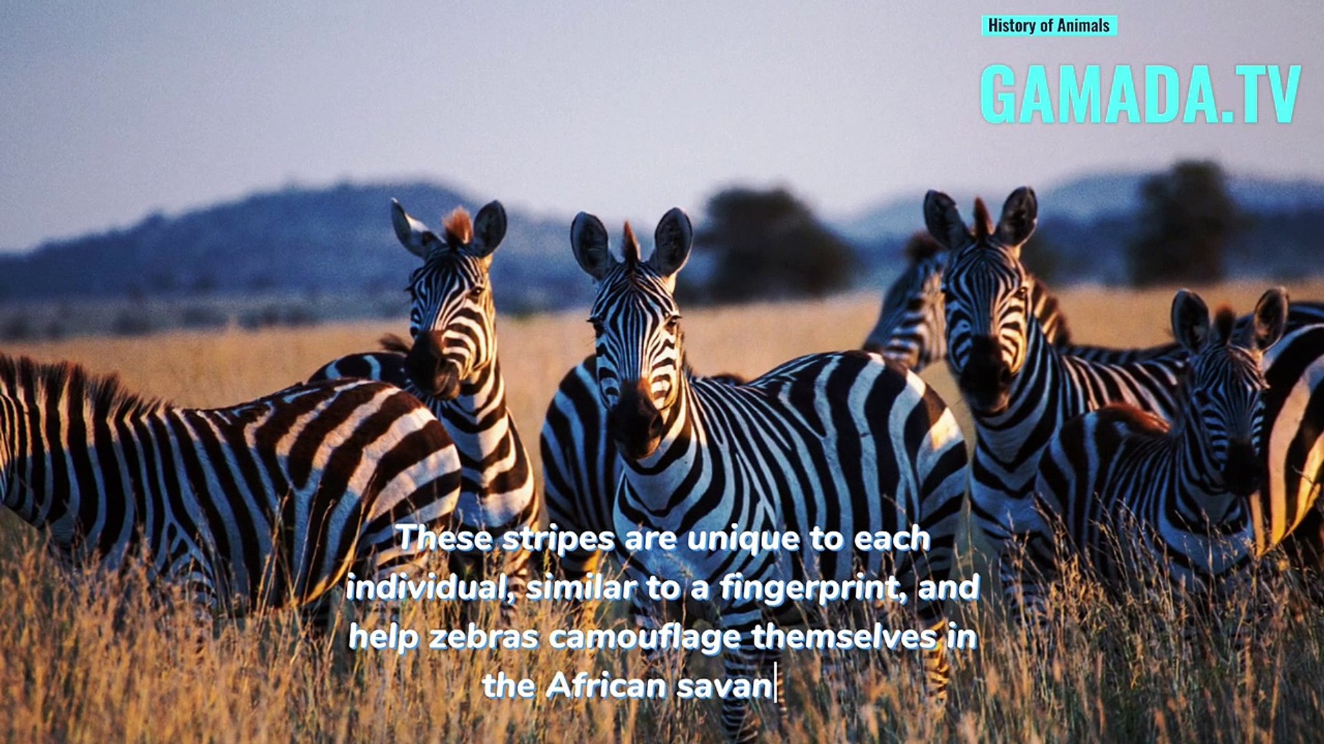 ⁣Zebras: Between Legends and Realities, Unveiling Their Incredible History