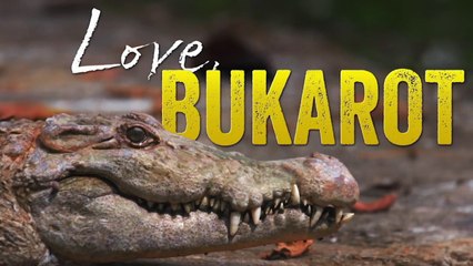 Letters from the Wild: Love, Bukarot | Born to be Wild