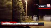 Bursa'da otomobilin önüne atlayan ayı panik yaşattı