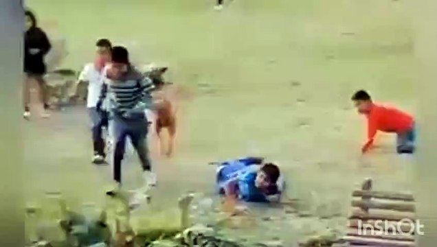 funny videos of cats and dogs getting scared funny videos of cats and dogs try not to laugh