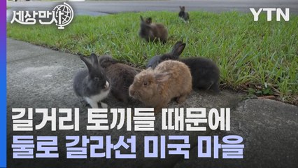 [세상만사] 미국의 한 동네가 토끼 마을이 된 사연 / YTN