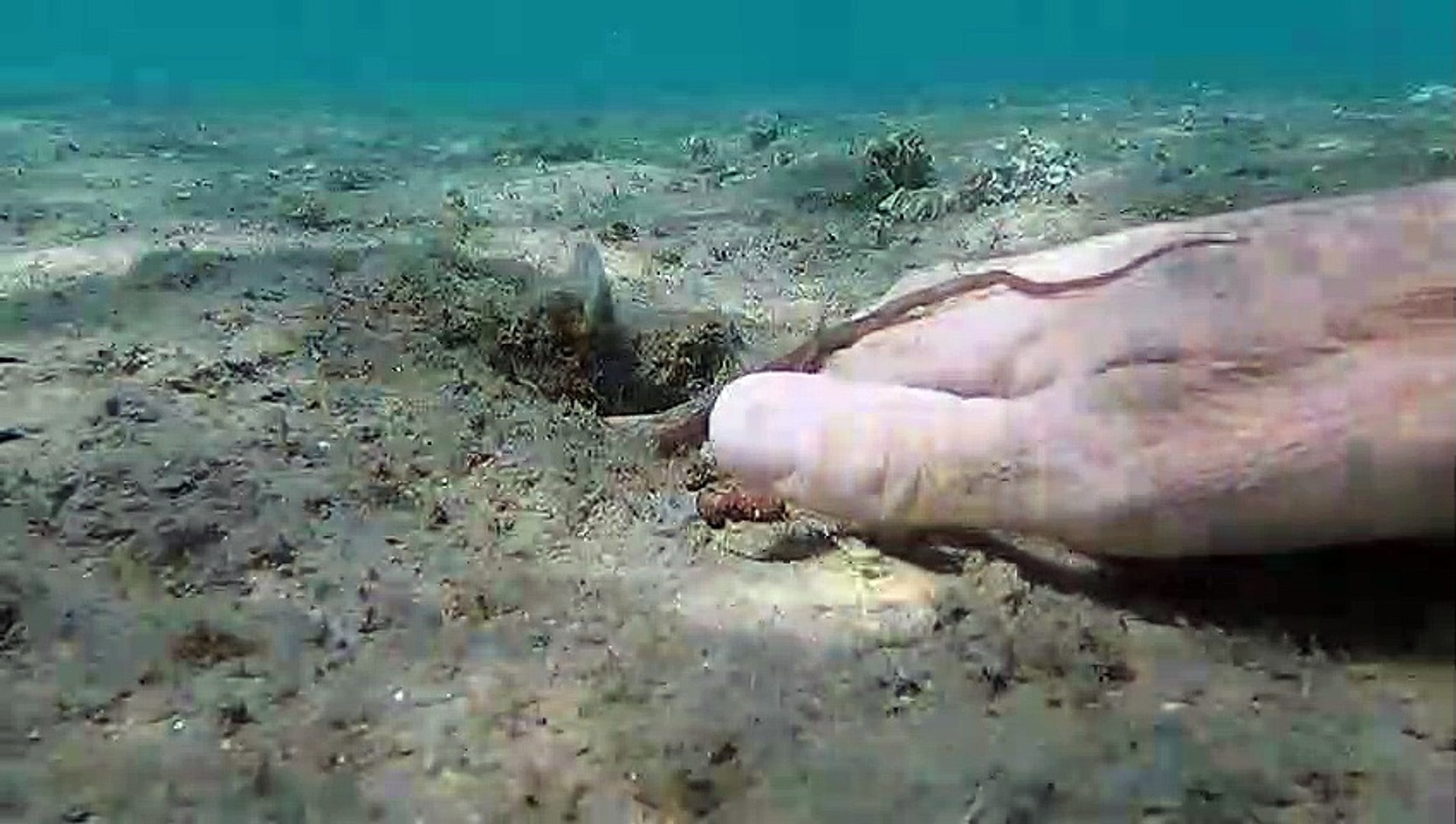 ⁣Shaking Hands With an Octopus