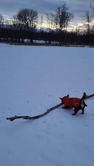 Small Dog Finds a Big Stick