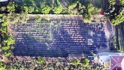 Création d'un jardin de lavande au milieu de la steppe, inondé de visiteurs