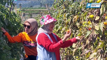 Panorama Gunung Argopuro Temani Keseruan Nikmati Pesona Alam Krucil