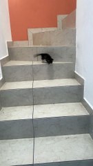 Kitten Hops Down the Stairs