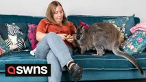 Woman adopts wallaby rejected by mum - and now he lives in her home as a pet