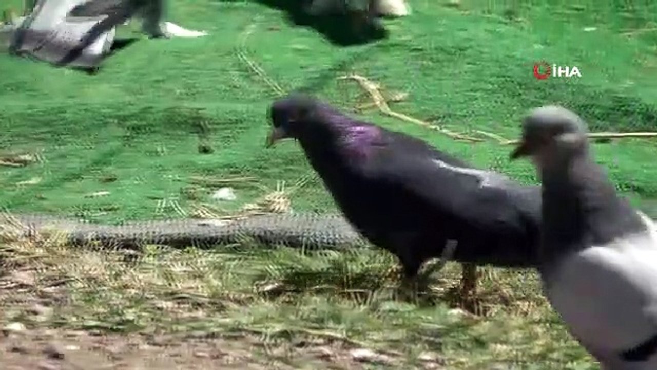 L'amour de Sivas Pigeon est passé d'un passe-temps à une entreprise