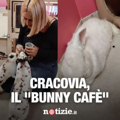 Benvenuti al Bunny Cafè: il bar dove si possono coccolare i conigli