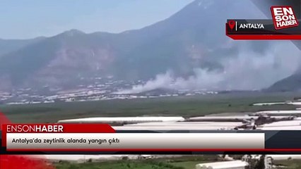 Antalya'da zeytinlik alanda yangın çıktı