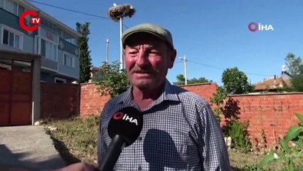 Yaren leylek ve 4 yavrusu Adem Amca'ya veda etmeye hazırlanıyor...