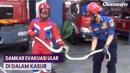 Download Video: Petugas Damkar Evakuasi Ular Sanca yang Sembunyi dalam Kasur