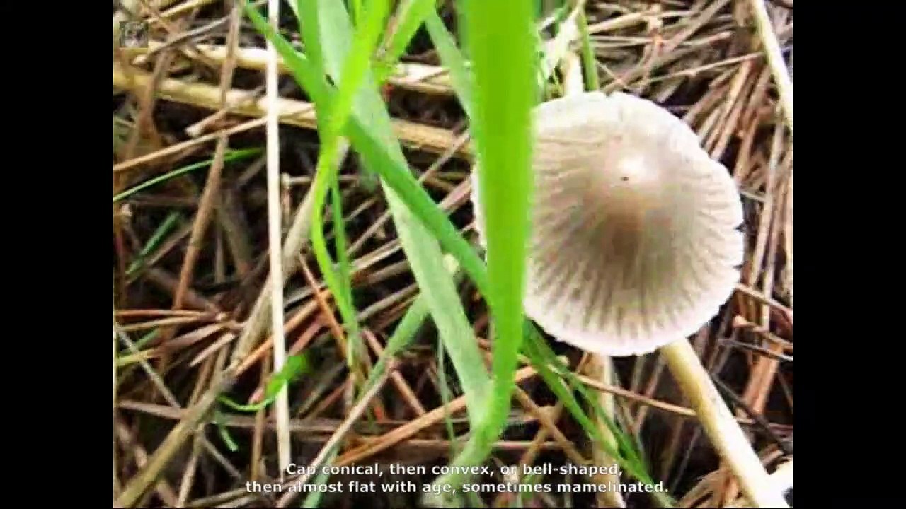 Mycena leptocephala. Champimaginatis. English Text