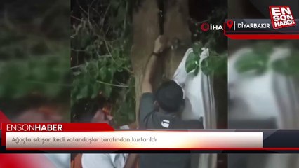 Ağaçta sıkışan kedi vatandaşlar tarafından kurtarıldı