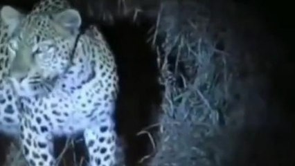 पश्चिमी चंपारण: सड़क पार करता तेंदुआ का वीडियो हुआ वायरल, जिले में बना चर्चा का विषय