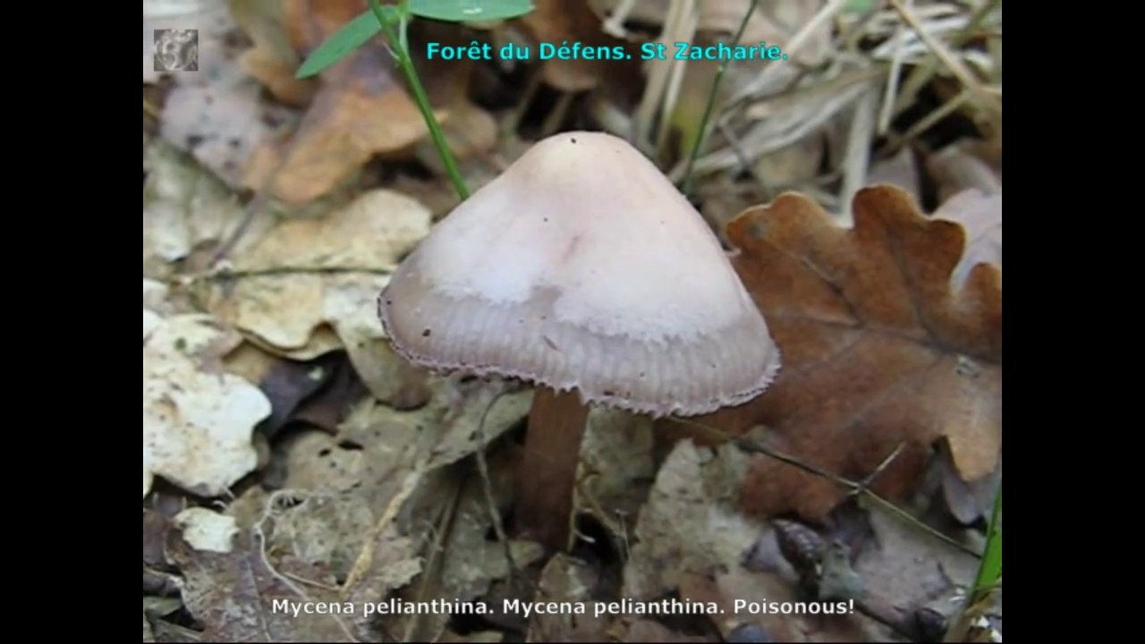 Mycena pelianthina. Champimaginatis. English Text