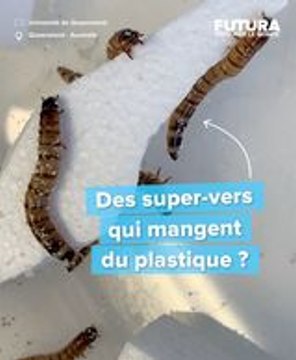Des scientifiques utilisent des super vers pour recycler et dévorer le plastique !