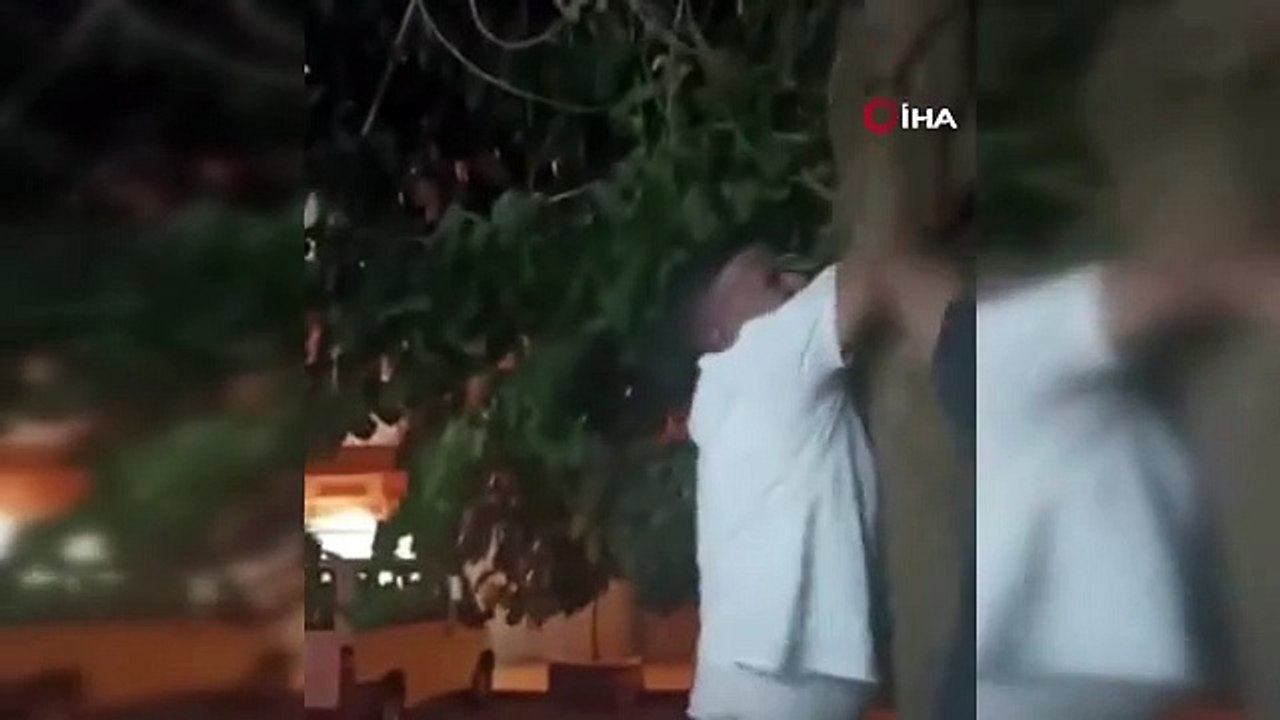 Ağaçta sıkışan kedi vatandaşlar tarafından kurtarıldı
