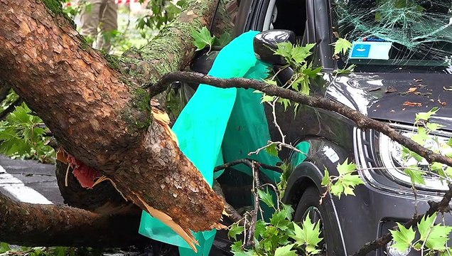 Tromba d'aria su Legnano: albero schiaccia un'auto in corso Italia