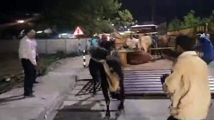 हाईकोर्ट की फटकार के बाद जागा निगम अब तक 1600 से अधिक मवेशियों को पकड़ा