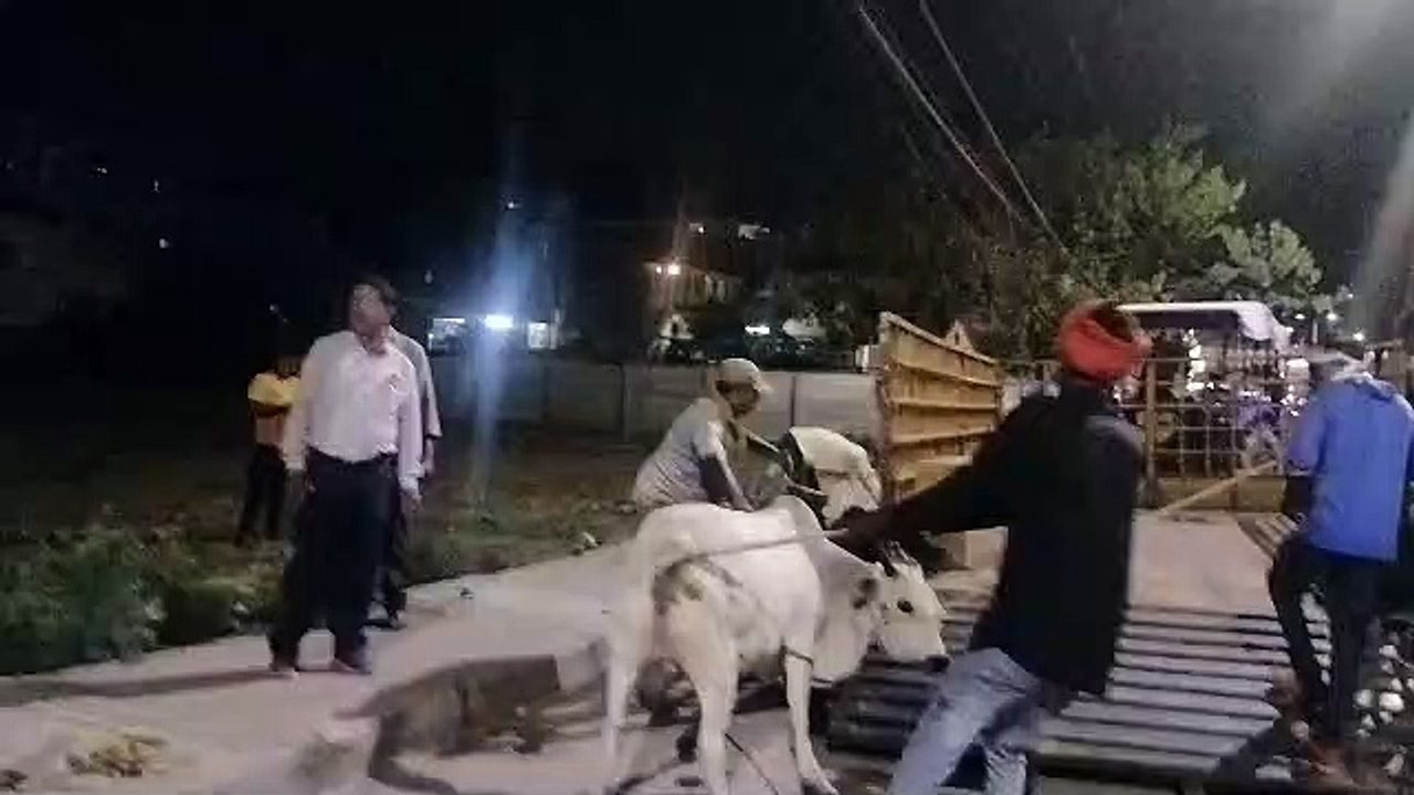 हाईकोर्ट की फटकार के बाद जागा निगम अब तक 1600 स...