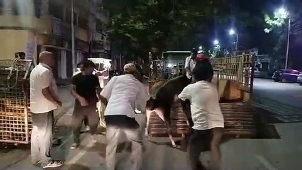 हाईकोर्ट की फटकार के बाद जागा निगम अब तक 1600 से अधिक मवेशियों को पकड़ा