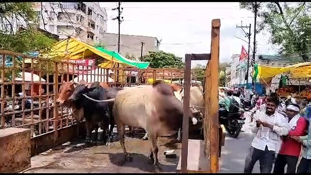 हाईकोर्ट की फटकार के बाद जागा निगम अब तक 1600 स...