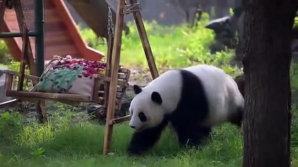 Le panda géant Xi Le fête ses 10 ans au zoo de Tianjin