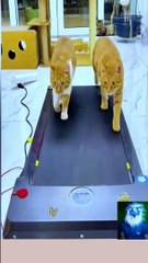 Funny cat and Dog videos 2023 / Best funniest Animals compilation