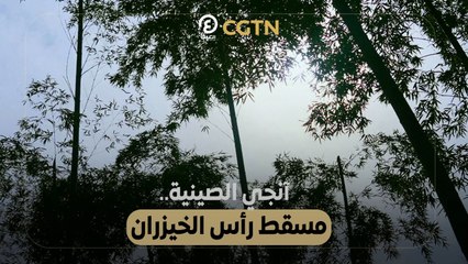 آنجي الصينية.. مسقط رأس الخيزران