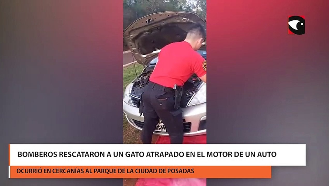 Bomberos rescataron a un gato atrapado en el motor de un auto