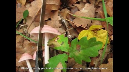 Mycena rosea. Champimaginatis. English Text