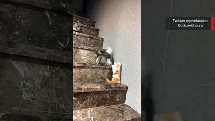 Gatinhos despencam de escada em efeito dominó