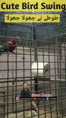 Cute Bird Swing   l Swinging Parrot l Imran Zaman