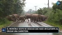 El increíble gesto de gracias que hace un elefante al cruzar una carretera