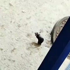 Vídeo viral mostra rato tomando banho 🐭