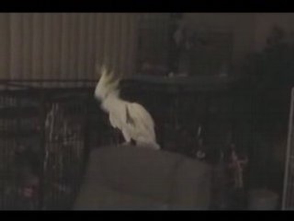 Birdy dancing