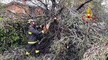Maltempo, una donna muore schiacciata da un albero a Lissone