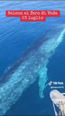Balena avvistata al Faro di Vada