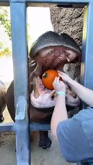 Nothing says ‘Fall’ like hippos crushing pumpkins!