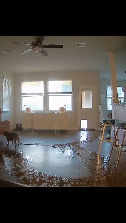 Quand ton chien joue avec le tuyau d'arrosage... dans la maison