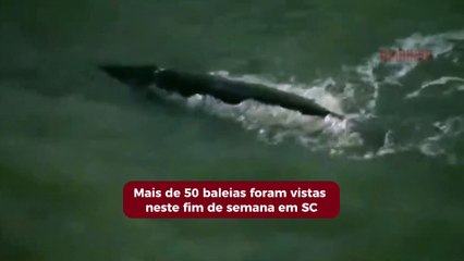 Mais de 50 baleias foram vistas neste final de semana em SC