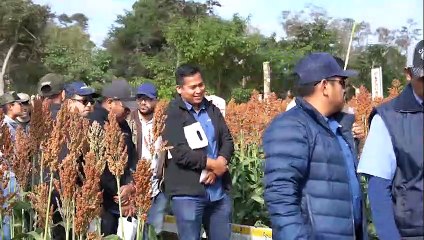 Presentan nueva tecnología sobre el sorgo, capaz de afrontar eventos como la sequía y el calor extremo