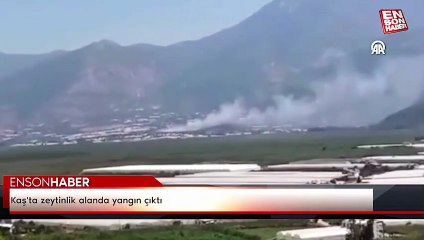 Kaş'ta zeytinlik alanda yangın çıktı