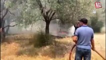 Antalya'da sazlık alanda ve zeytinlikte yangın